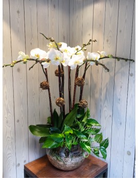 OR516 -  5菖白色蝴蝶蘭及植物及玻璃花盆